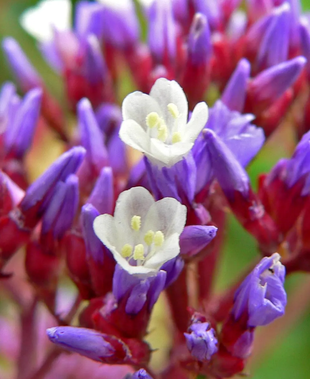 Sea Lavender (Limonium Perezii) — with blooms most prolific from mid-summer to early fall; perennial / shrub for full or half, image 93