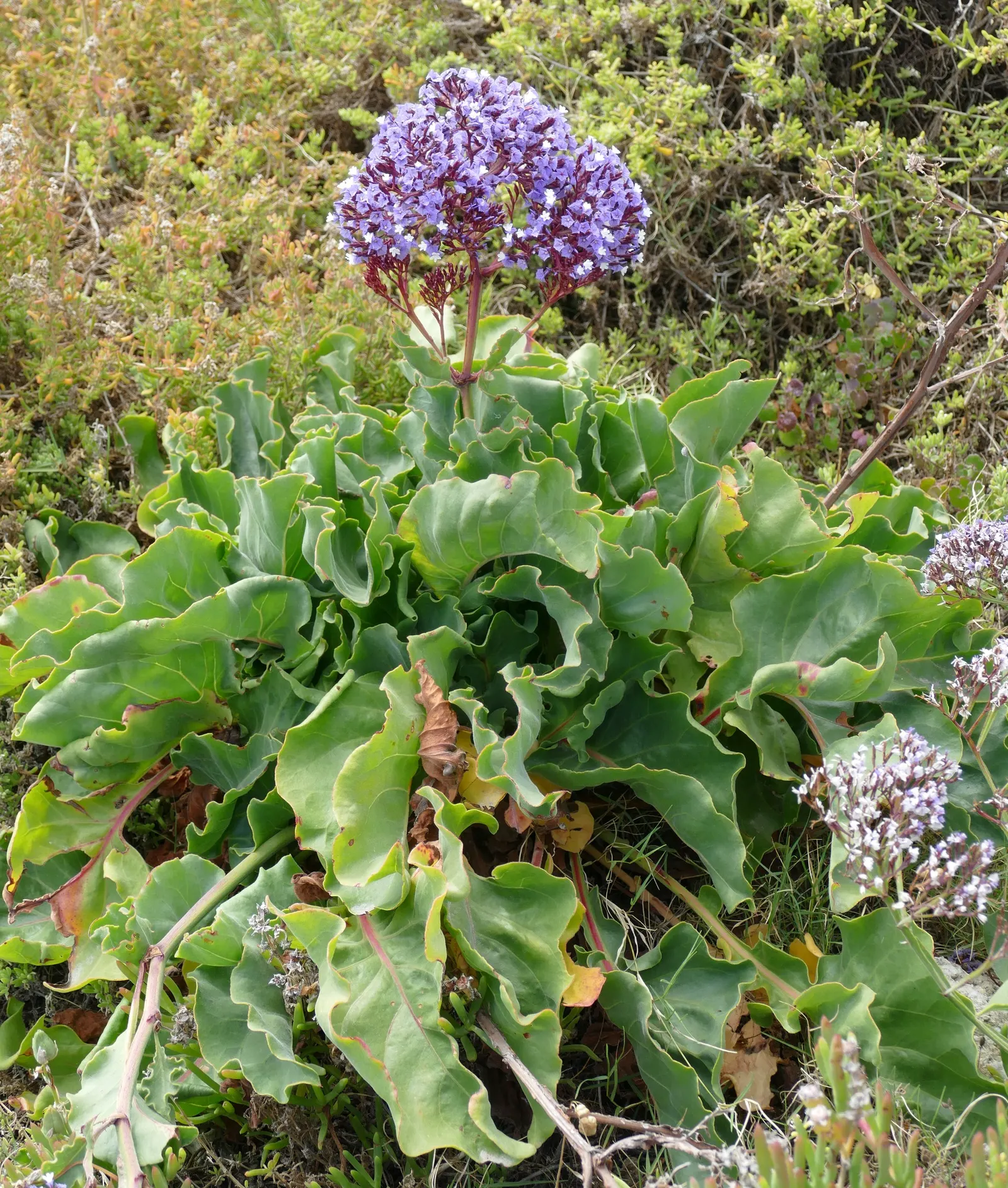 Sea Lavender (Limonium Perezii) — perennial / shrub with purple blooms; and can withstand drought conditions once established