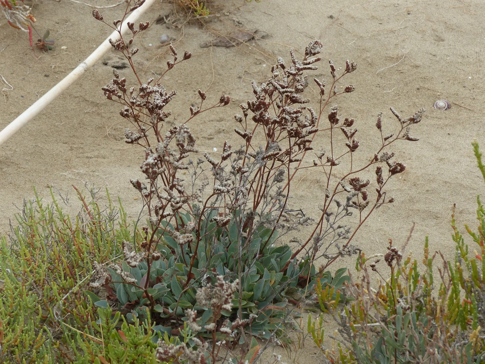 Sea Lavender (Limonium Perezii) — this plant reaches a modest height of about 18 to 24 inches; whether as edge plantings, image 123