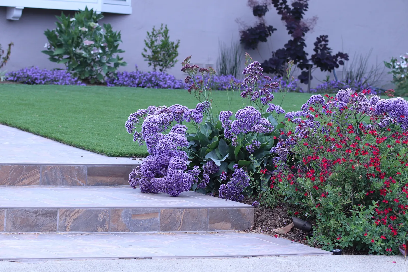 Sea Lavender (Limonium Perezii) — is a robust perennial showcasing clusters of purple flowers atop 18-inch tall stems; thriving in USDA zones 9-11, image 109