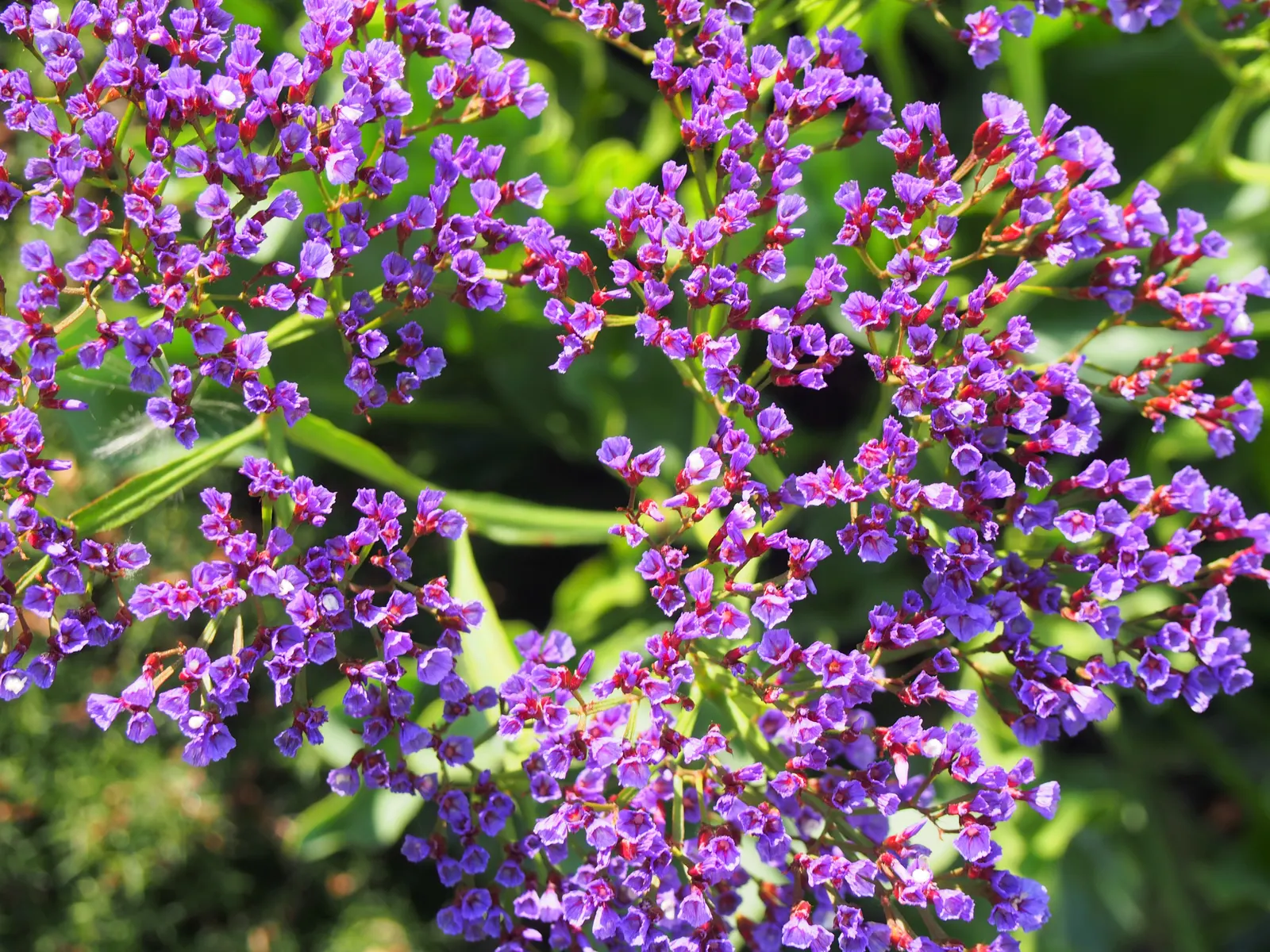 Sea Lavender (Limonium Perezii) — prized for its striking blooms and resilience in coastal conditions; with a spread of 2-3 feet