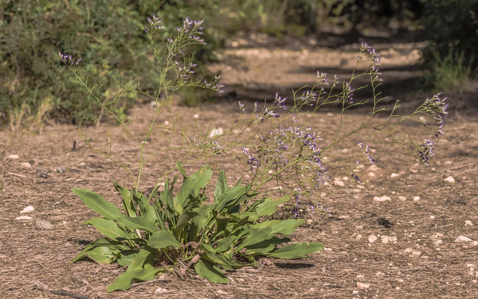 Sea Lavender (Limonium Perezii) — One notable benefit is its resistance to both deer and salt spray; each stem is crowned by clusters of tiny, image 137