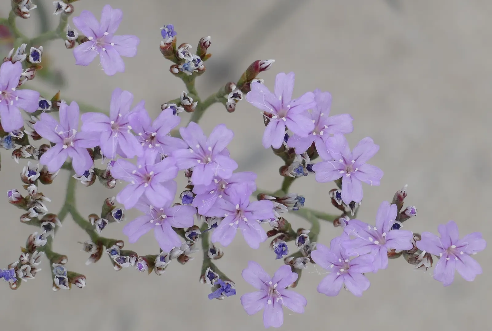 Sea Lavender (Limonium Perezii) — Limonium perezii requires well-draining soil; after which minimal maintenance is necessary, image 133