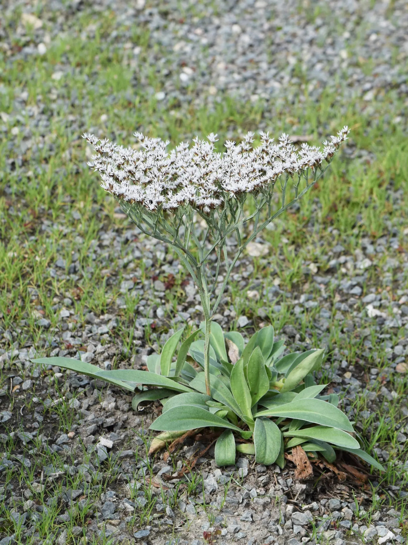 Sea Lavender (Limonium Perezii) — prized for its striking blooms and resilience in coastal conditions; with a spread of 2-3 feet, image 155
