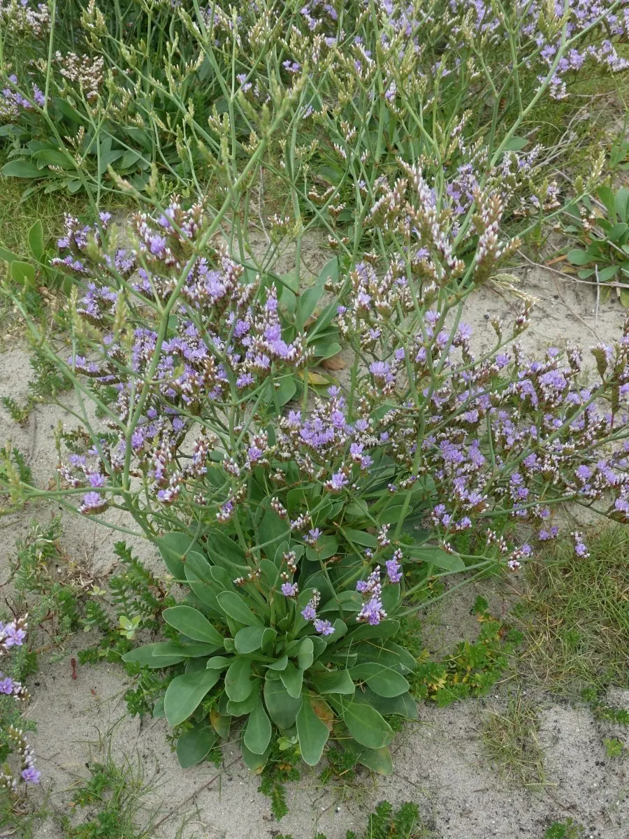 Sea Lavender (Limonium Perezii) — ensures a burst of color with minimal upkeep