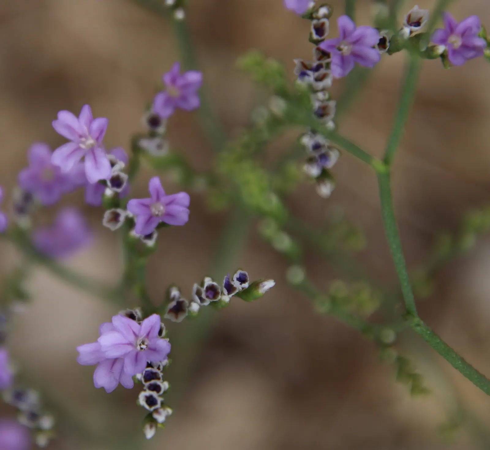 Sea Lavender (Limonium Perezii) — spoon-shaped green leaves; this plant reaches a modest height of about 18 to 24 inches