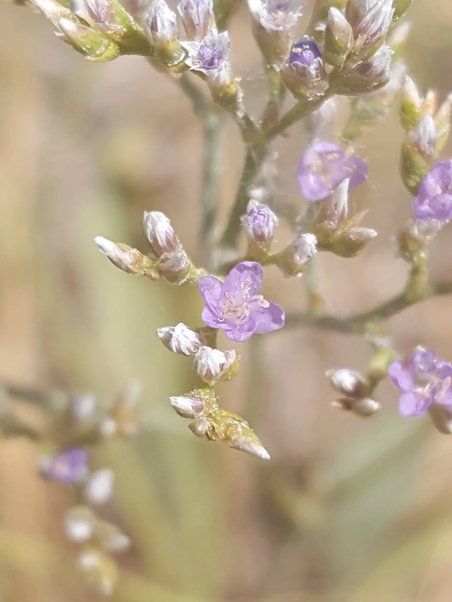 Sea Lavender (Limonium Perezii) — It's a splendid choice for gardeners seeking long-lasting, low-maintenance beauty.<br><br>(Word count: 210)