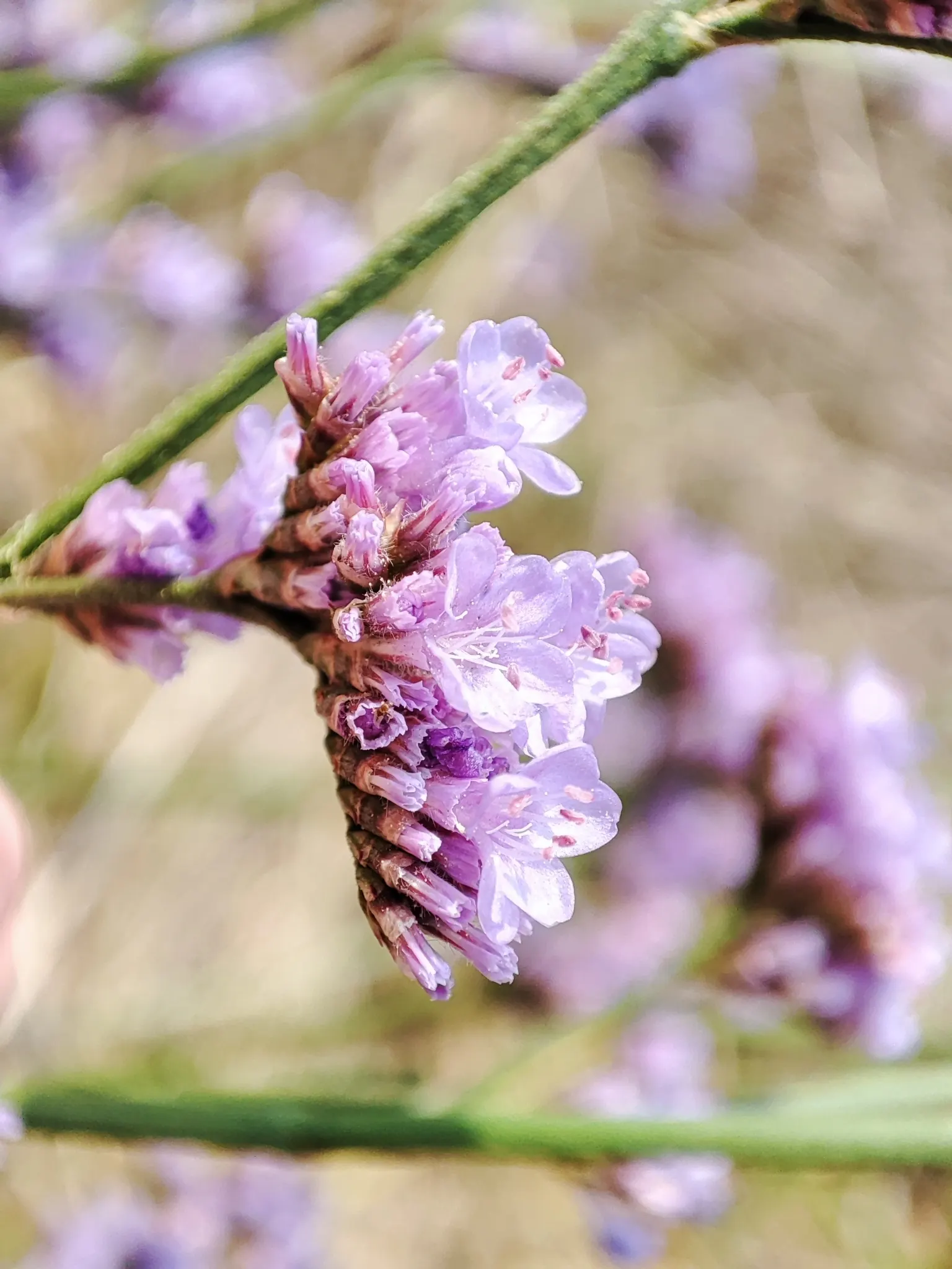 Sea Lavender (Limonium Perezii) — requiring at least 6 hours of direct light per day; such as bees and butterflies, image 122