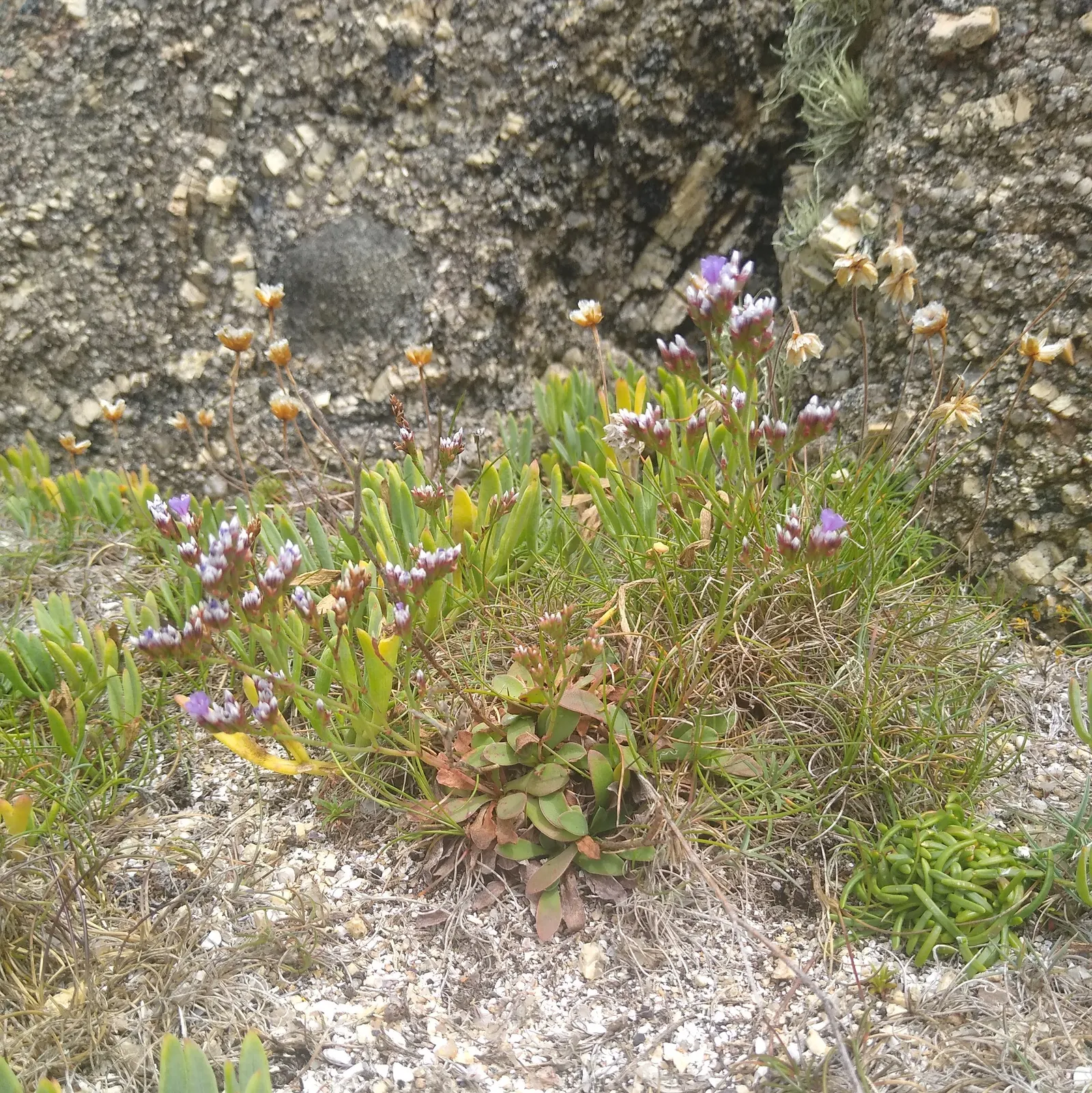 Sea Lavender (Limonium Perezii) — enhancing the biodiversity of the landscape.<br><br>Adapted to arid environments