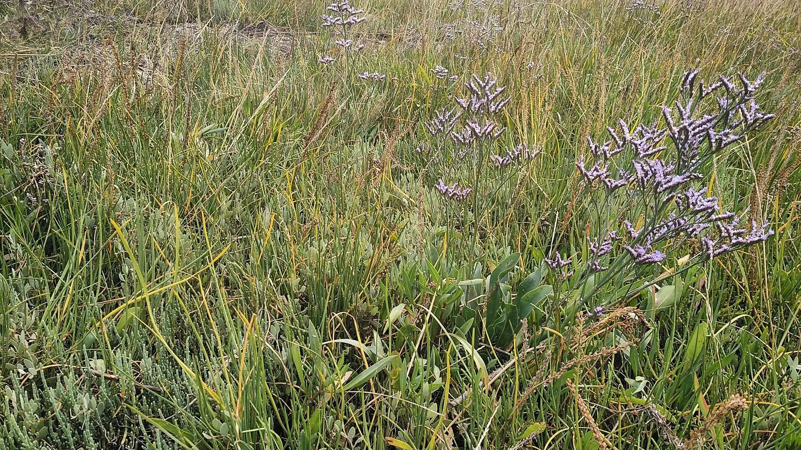 Sea Lavender (Limonium Perezii) — such as bees and butterflies; requiring at least 6 hours of direct light per day