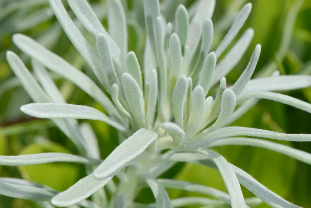Sea Lavender (Limonium Perezii) — or as part of a drought-tolerant scheme
