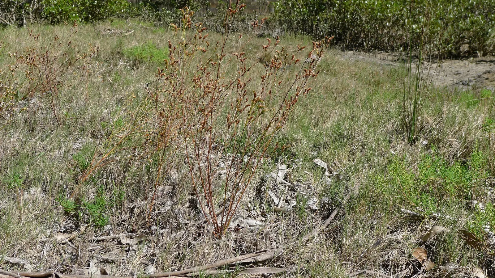 Sea Lavender (Limonium Perezii) — requiring at least 6 hours of direct light per day; such as bees and butterflies, image 86