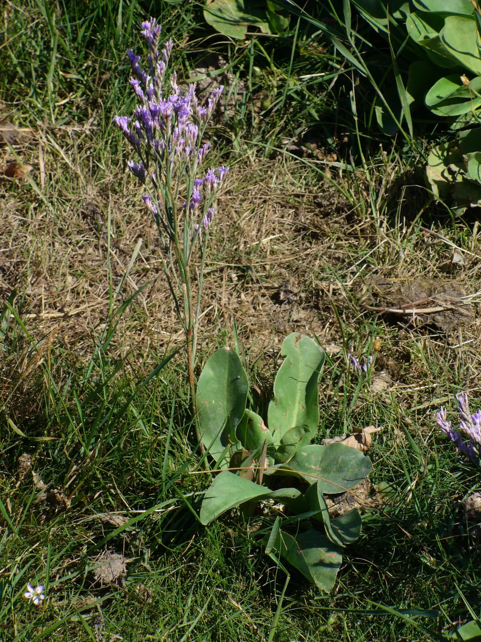 Sea Lavender (Limonium Perezii) — enhancing the biodiversity of the landscape.<br><br>Adapted to arid environments; with blooms most prolific from mid-summer