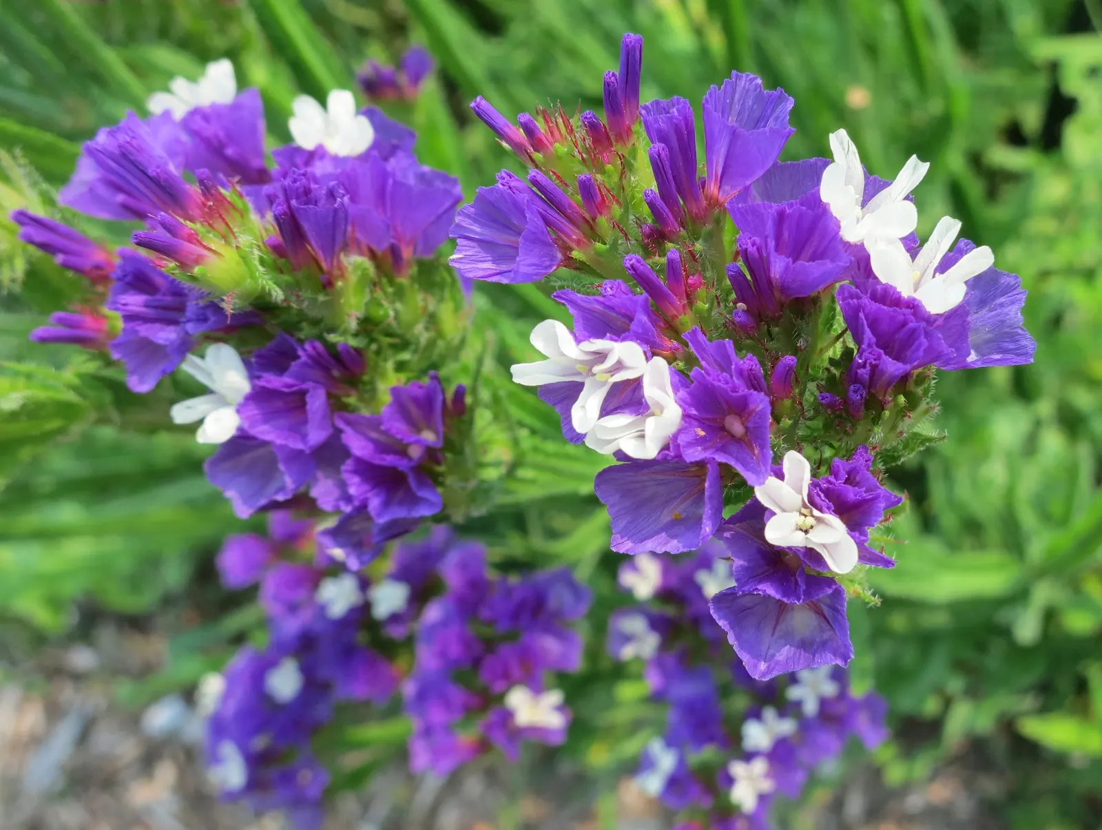Sea Lavender (Limonium Perezii) — These vibrant panicles add a pop of color to any design and attract a variety of pollinators; make it perfect for, image 130
