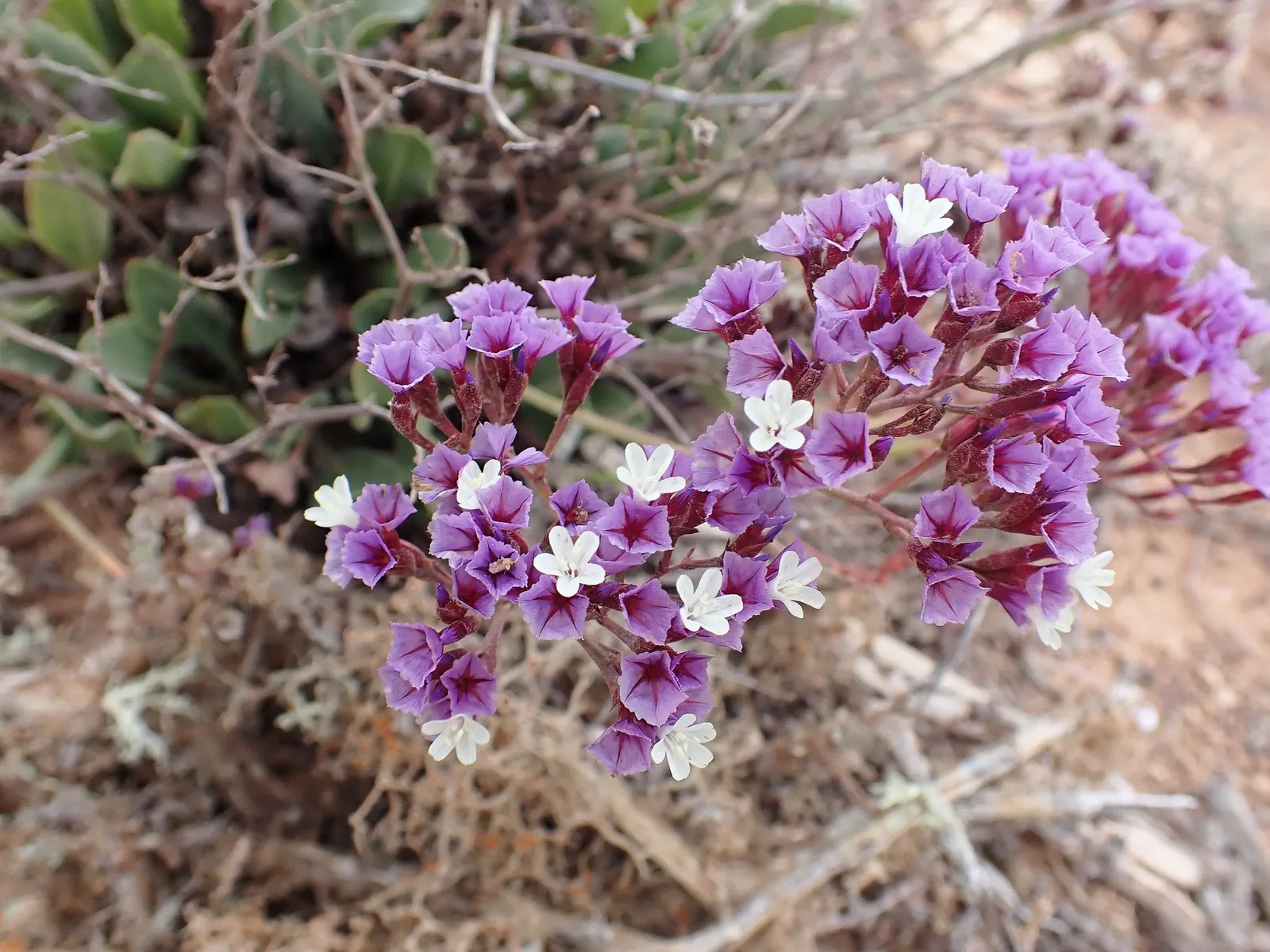 Sea Lavender (Limonium Perezii) — such as bees and butterflies