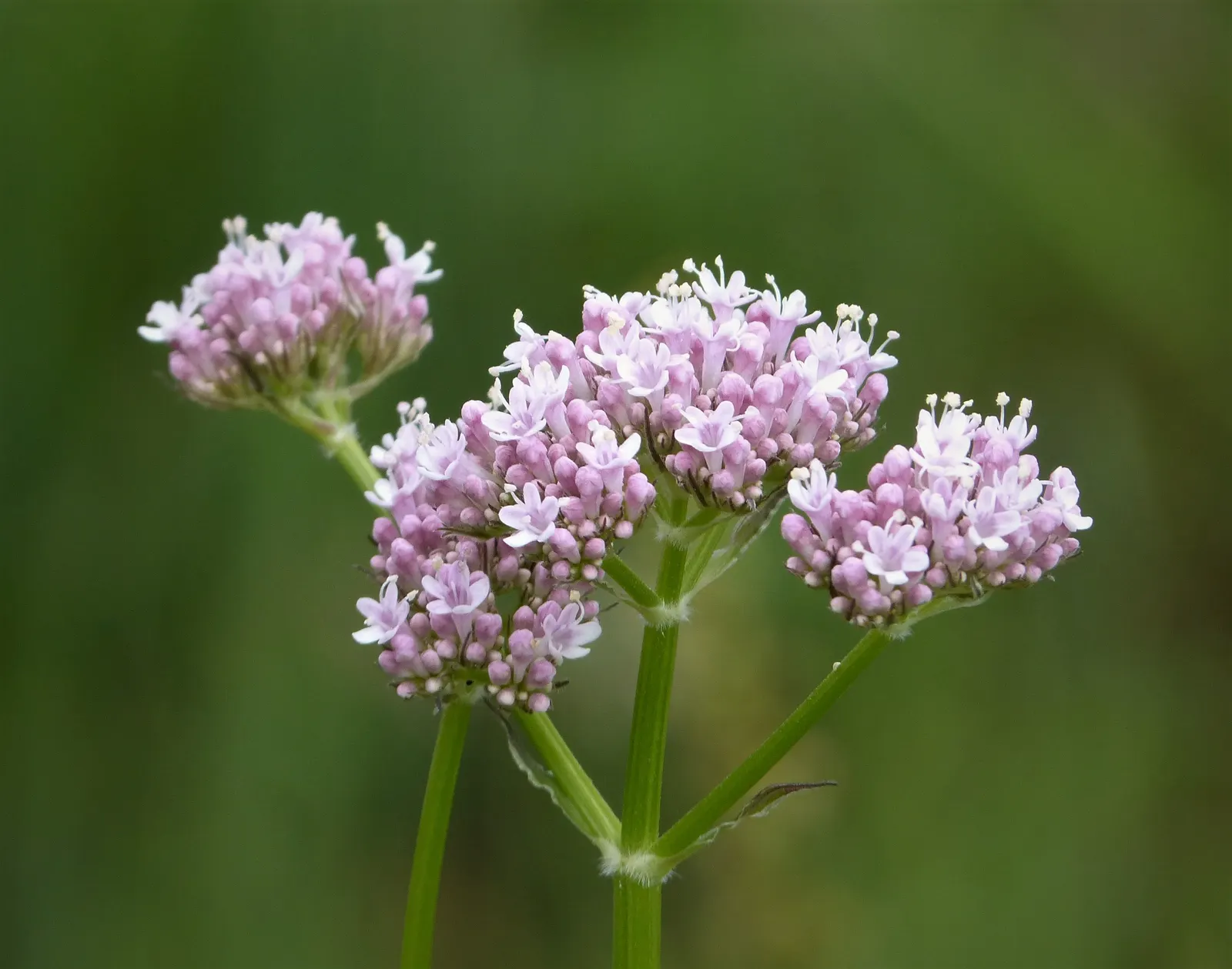 Sea Lavender (Limonium Perezii) — after which minimal maintenance is necessary