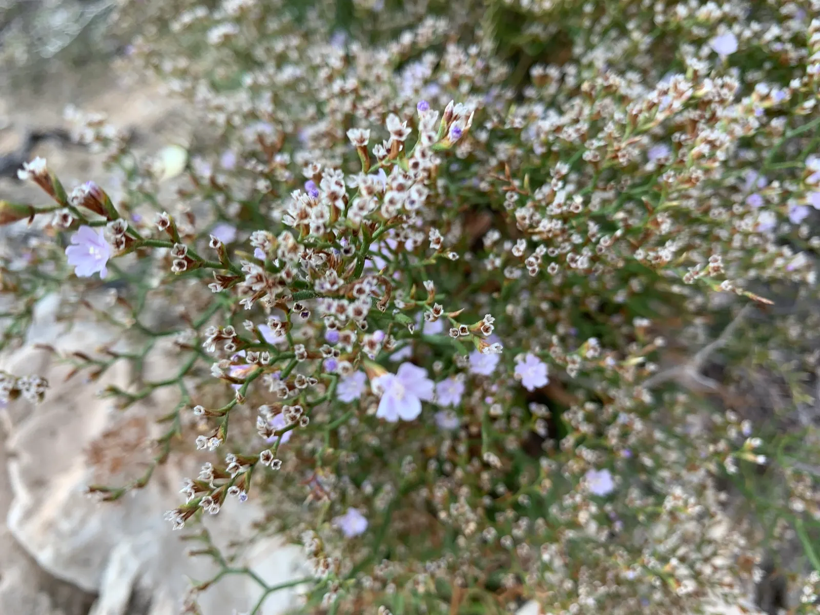 Sea Lavender (Limonium Perezii) — with a similar spread of up to 24 inches; is a robust perennial showcasing clusters of purple flowers atop, image 88