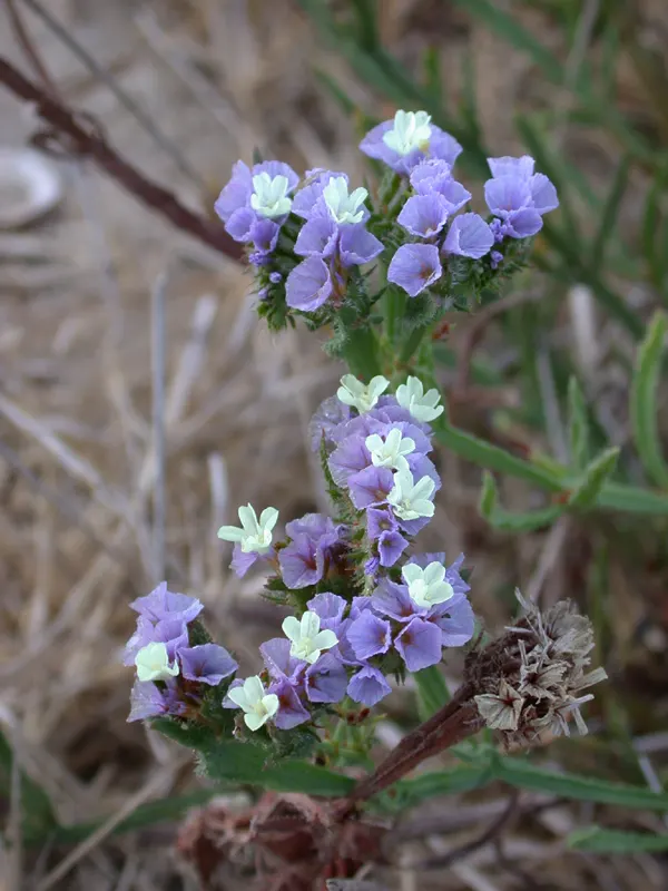 Sea Lavender (Limonium Perezii) — Sea Lavender forms an attractive rosette at the base; these vibrant panicles add a pop of color to any design and, image 127