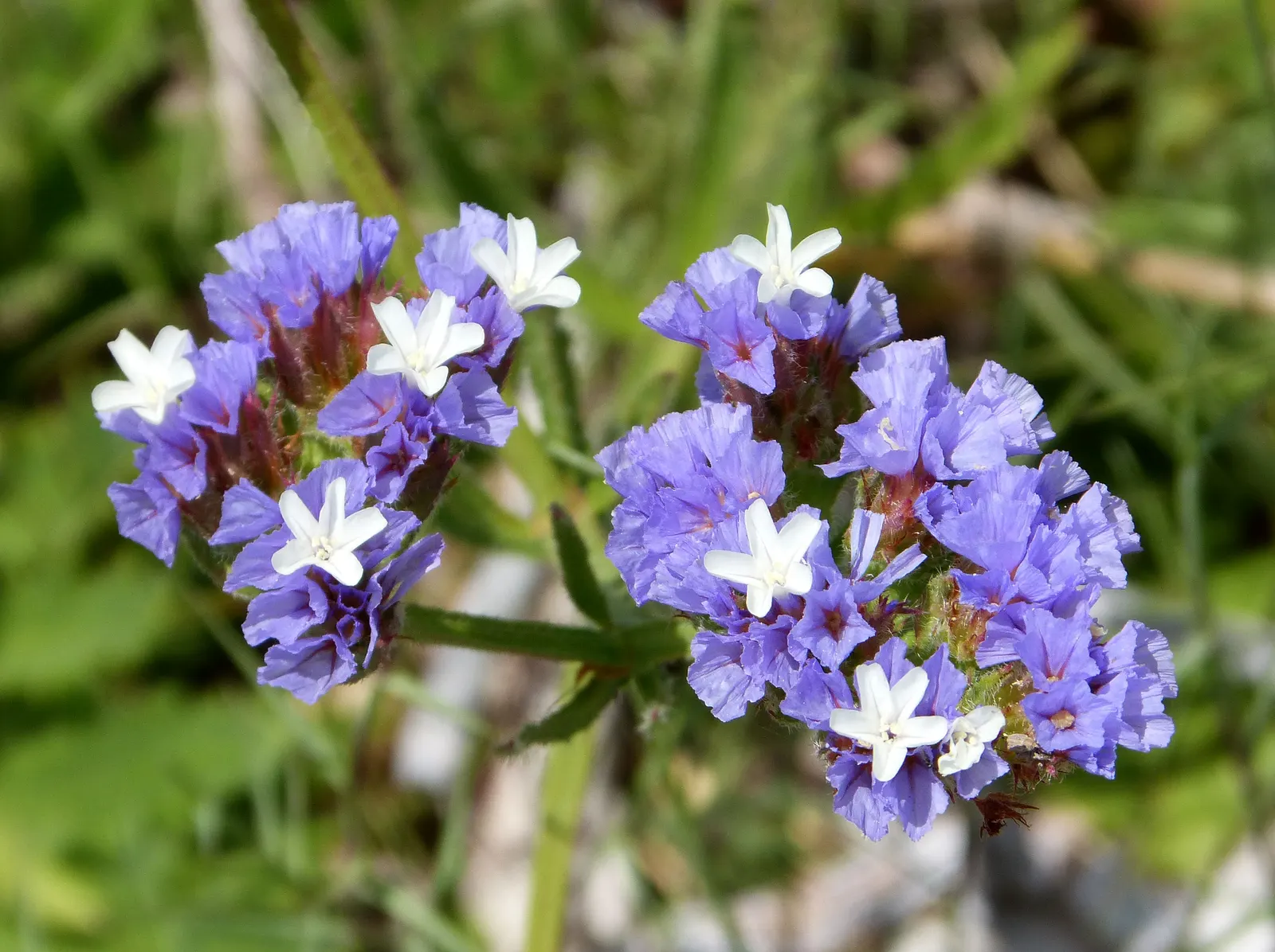 Sea Lavender (Limonium Perezii) — providing a compact yet full appearance in your garden.<br><br>Featuring leathery; title: Limonium perezii (Sea, image 89