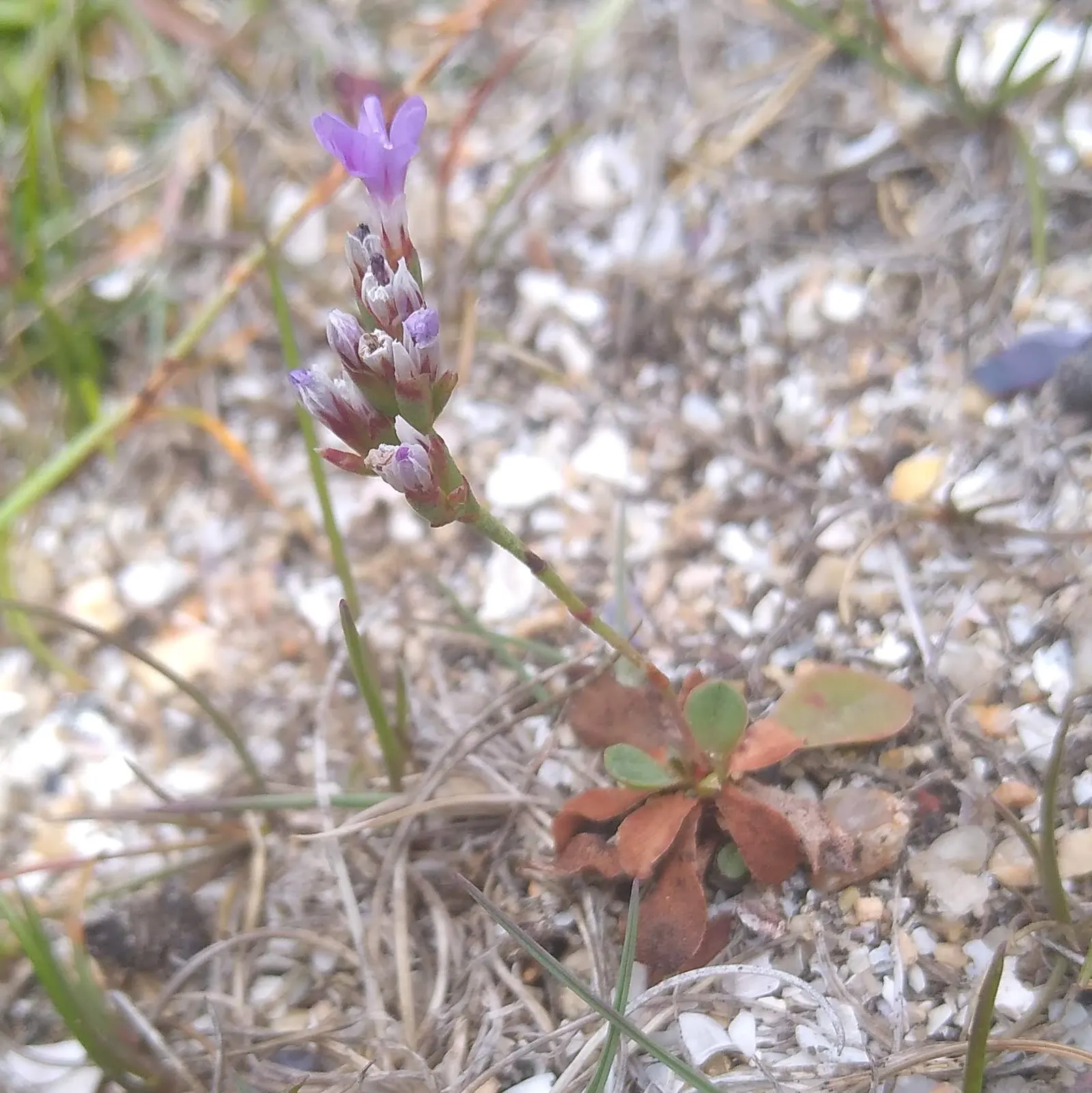 Sea Lavender (Limonium Perezii) — Thriving in USDA zones 9-11, it requires full sun and well-drained soil; limonium perezii requires well-draining, image 148