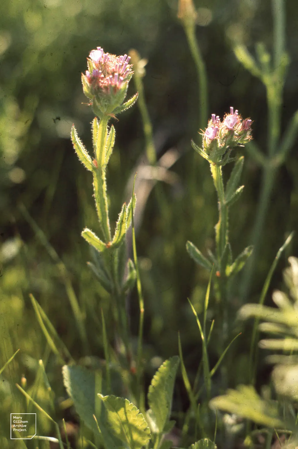 Sea Lavender (Limonium Perezii) — is a robust and versatile perennial