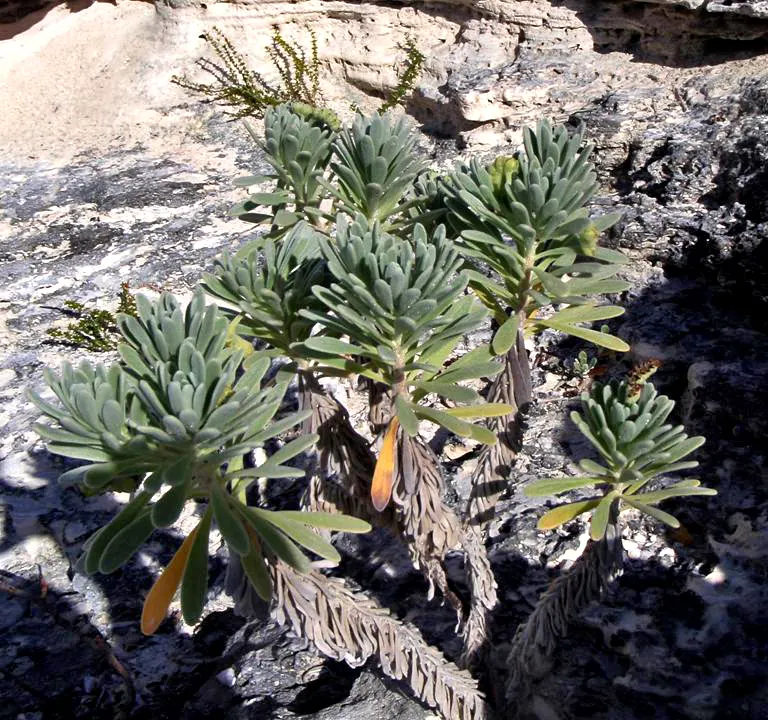Sea Lavender (Limonium Perezii) — whether as edge plantings