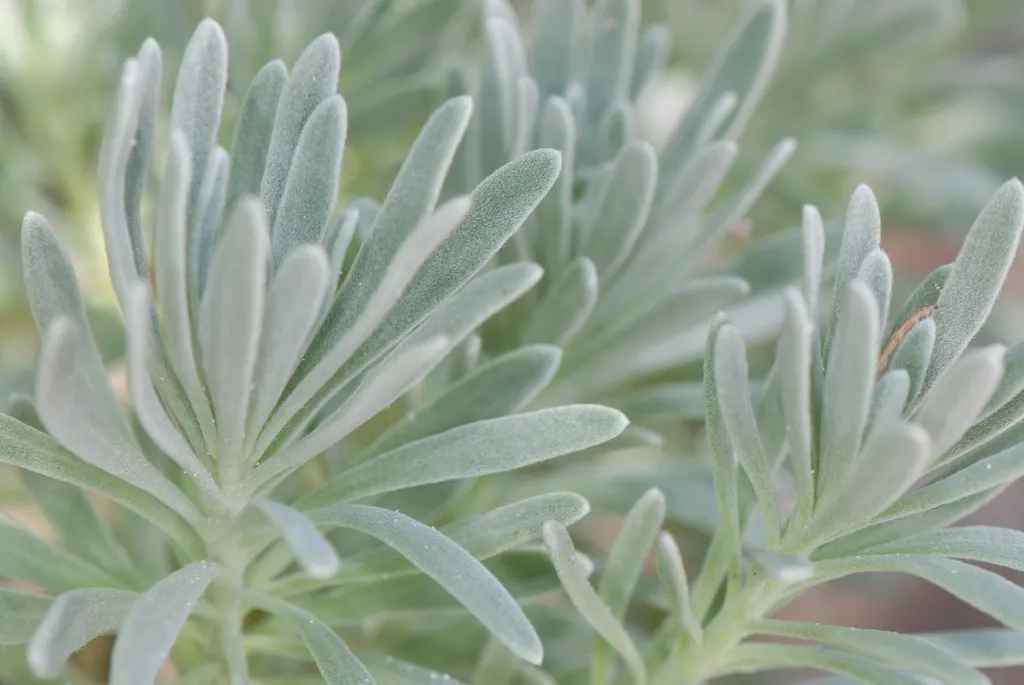Sea Lavender (Limonium Perezii) — Thriving in USDA zones 9-11, it requires full sun and well-drained soil; limonium perezii requires well-draining, image 112