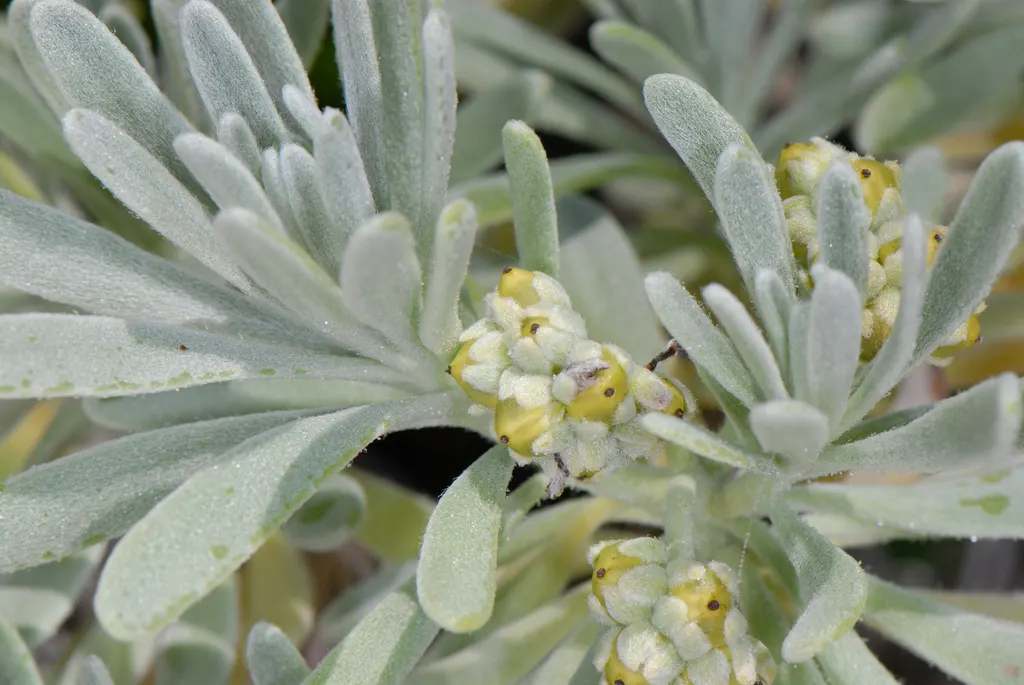 Sea Lavender (Limonium Perezii) — Native to the Canary Islands; commonly known as Sea Lavender, image 156