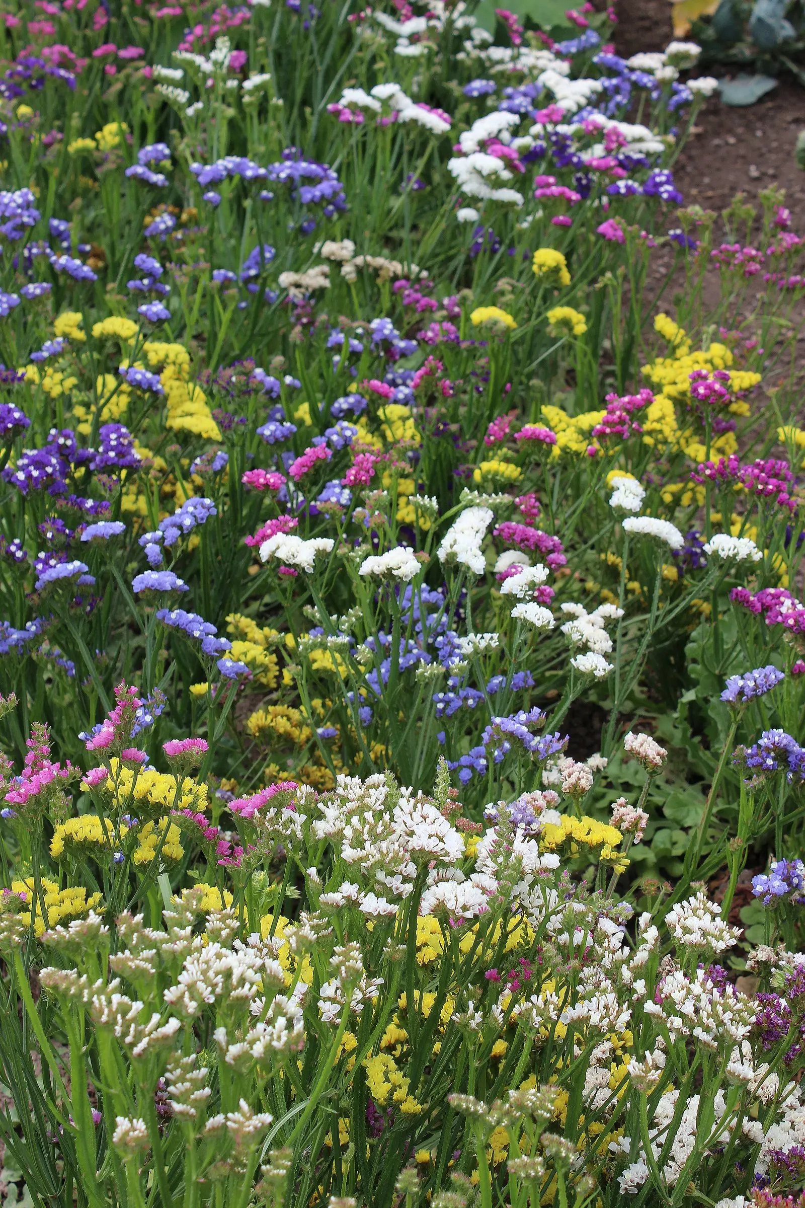 Sea Lavender (Limonium Perezii) — Each stem is crowned by clusters of tiny violet to purple flowers