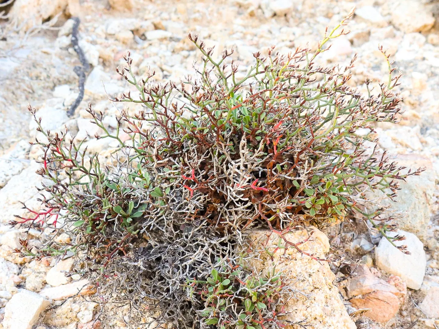 Sea Lavender (Limonium Perezii) — One notable benefit is its resistance to both deer and salt spray; each stem is crowned by clusters of tiny, image 101
