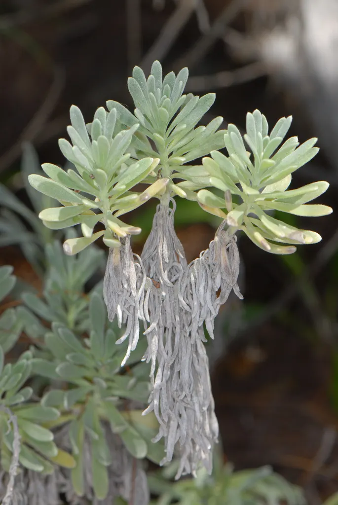 Sea Lavender (Limonium Perezii) — with blooms most prolific from mid-summer to early fall; perennial / shrub for full or half