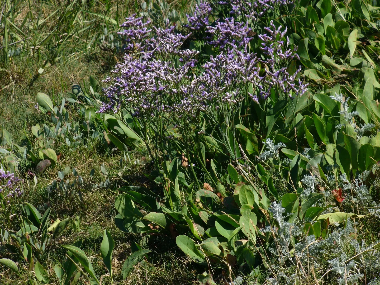 Sea Lavender (Limonium Perezii) — Limonium perezii requires well-draining soil; after which minimal maintenance is necessary