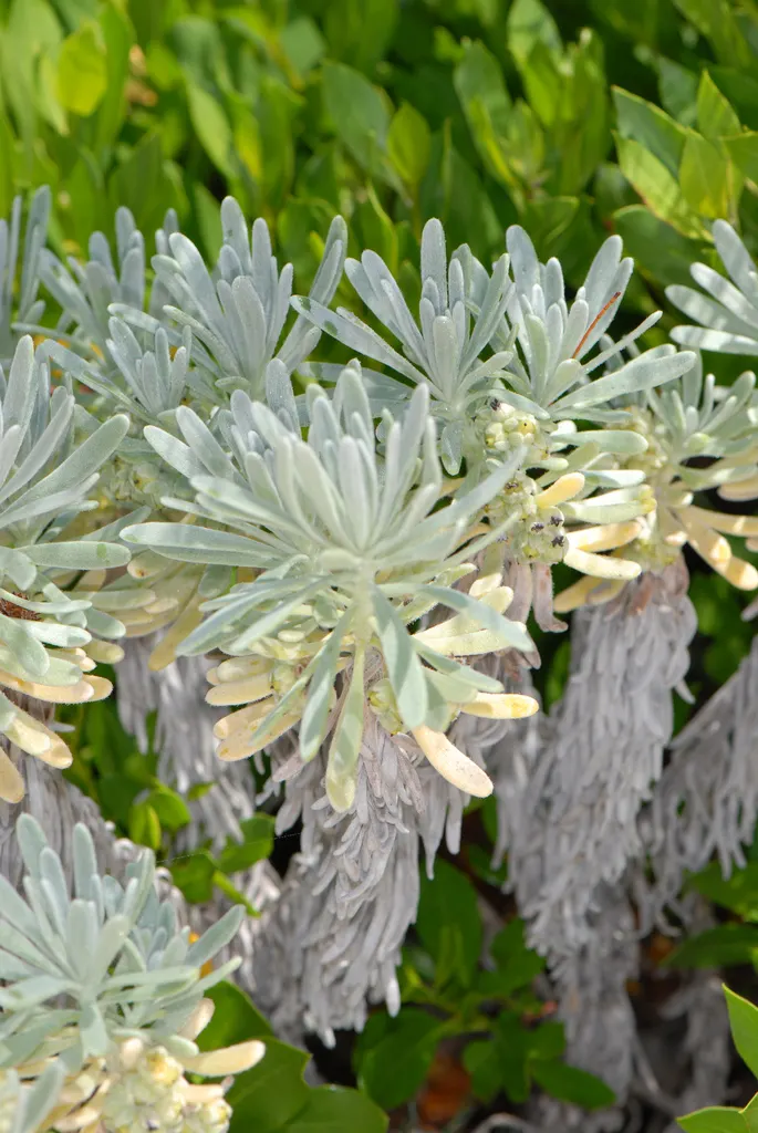 Sea Lavender (Limonium Perezii) — or as part of a drought-tolerant scheme; purple flowers in the garden, image 103
