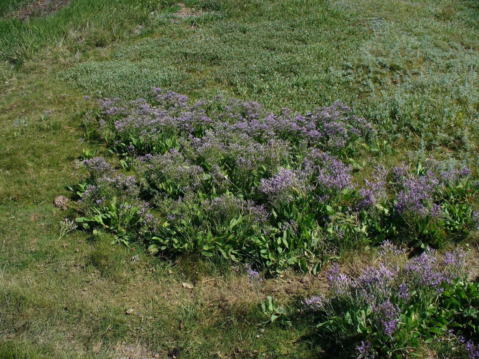 Sea Lavender (Limonium Perezii) — Title: Limonium perezii (Sea Lavender)<br><br>Description:<br><br>Limonium perezii; providing a compact yet full, image 152