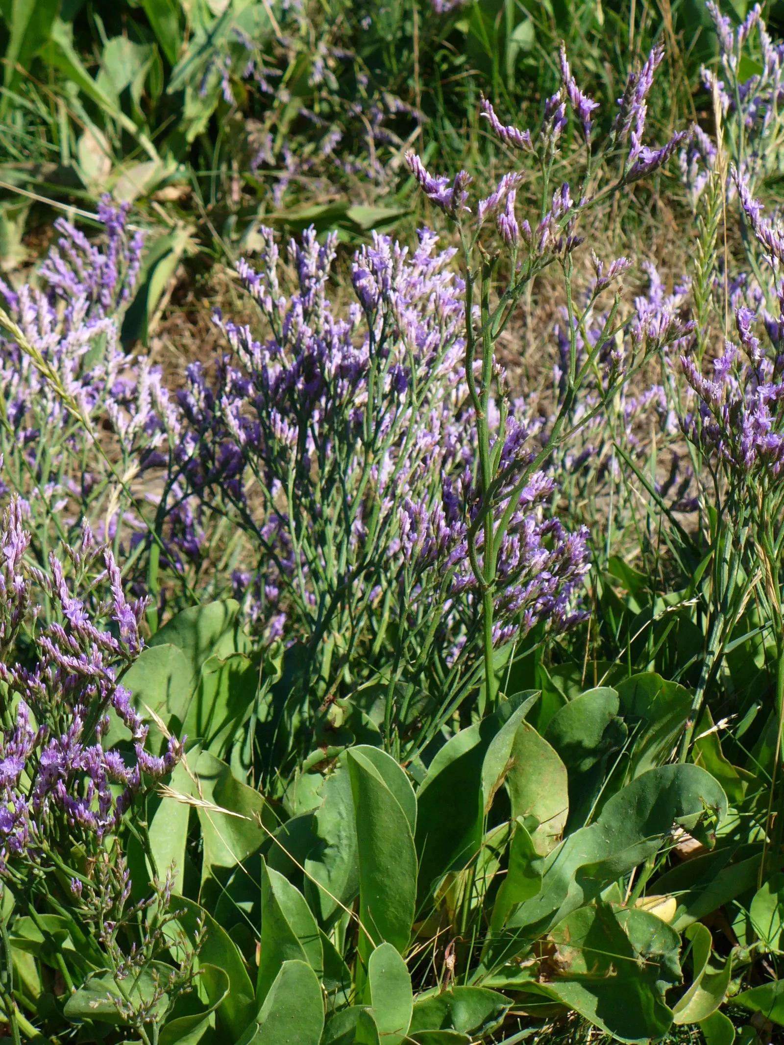 Sea Lavender (Limonium Perezii) — These vibrant panicles add a pop of color to any design and attract a variety of pollinators; make it perfect for cut flower