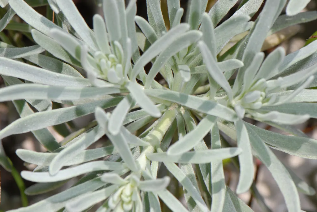 Sea Lavender (Limonium Perezii) — Regular watering is recommended until the plant is fully acclimated; its low maintenance and long-lasting blooms, image 99