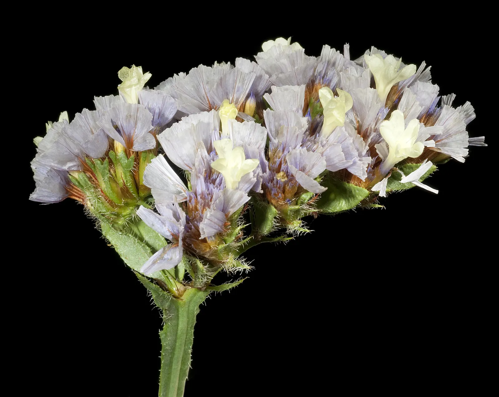 Sea Lavender (Limonium Perezii) — Its low maintenance and long-lasting blooms; its evergreen foliage provides year-round interest, image 114