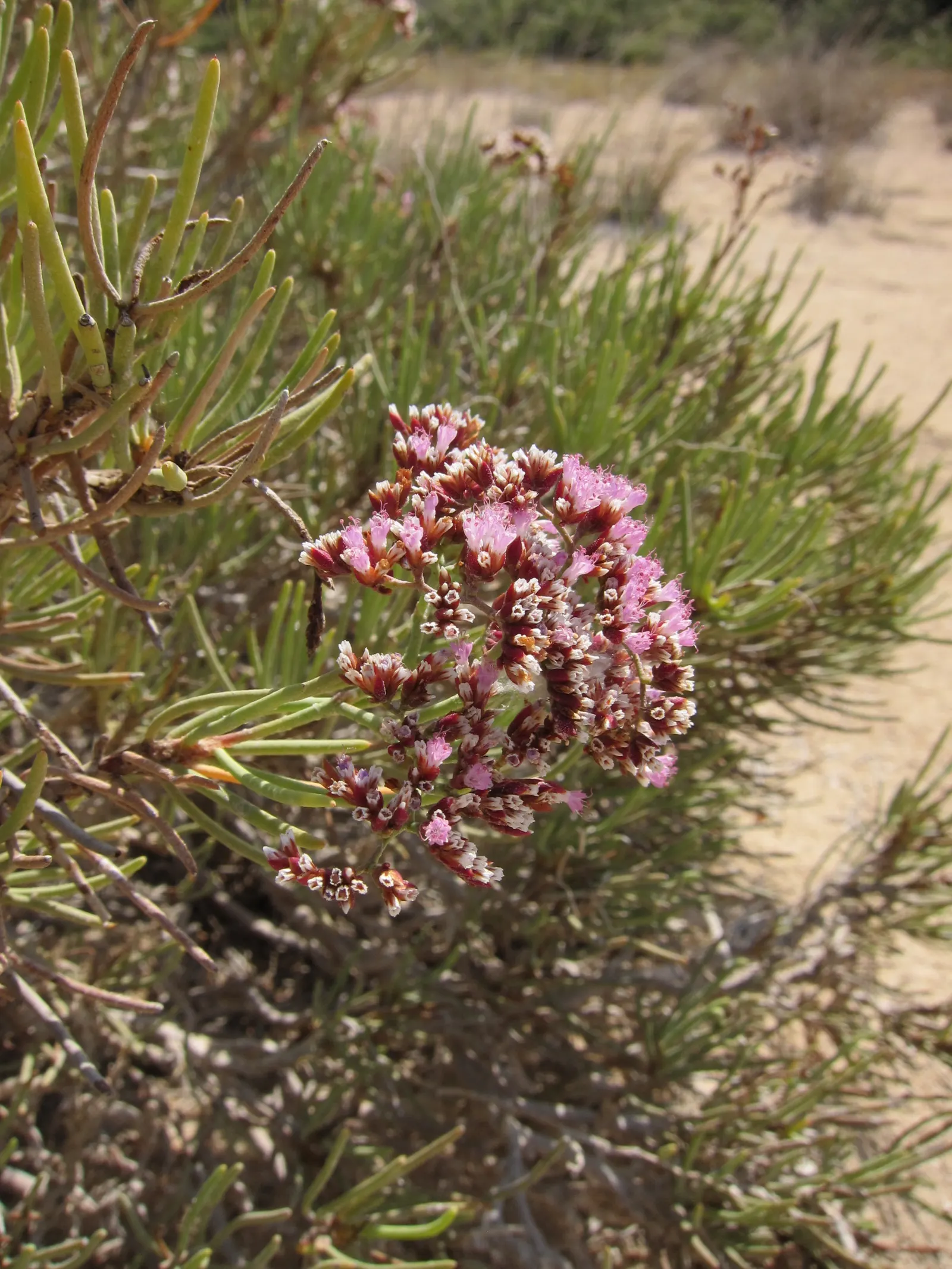 Sea Lavender (Limonium Perezii) — Sea Lavender forms an attractive rosette at the base; these vibrant panicles add a pop of color to any design and, image 91