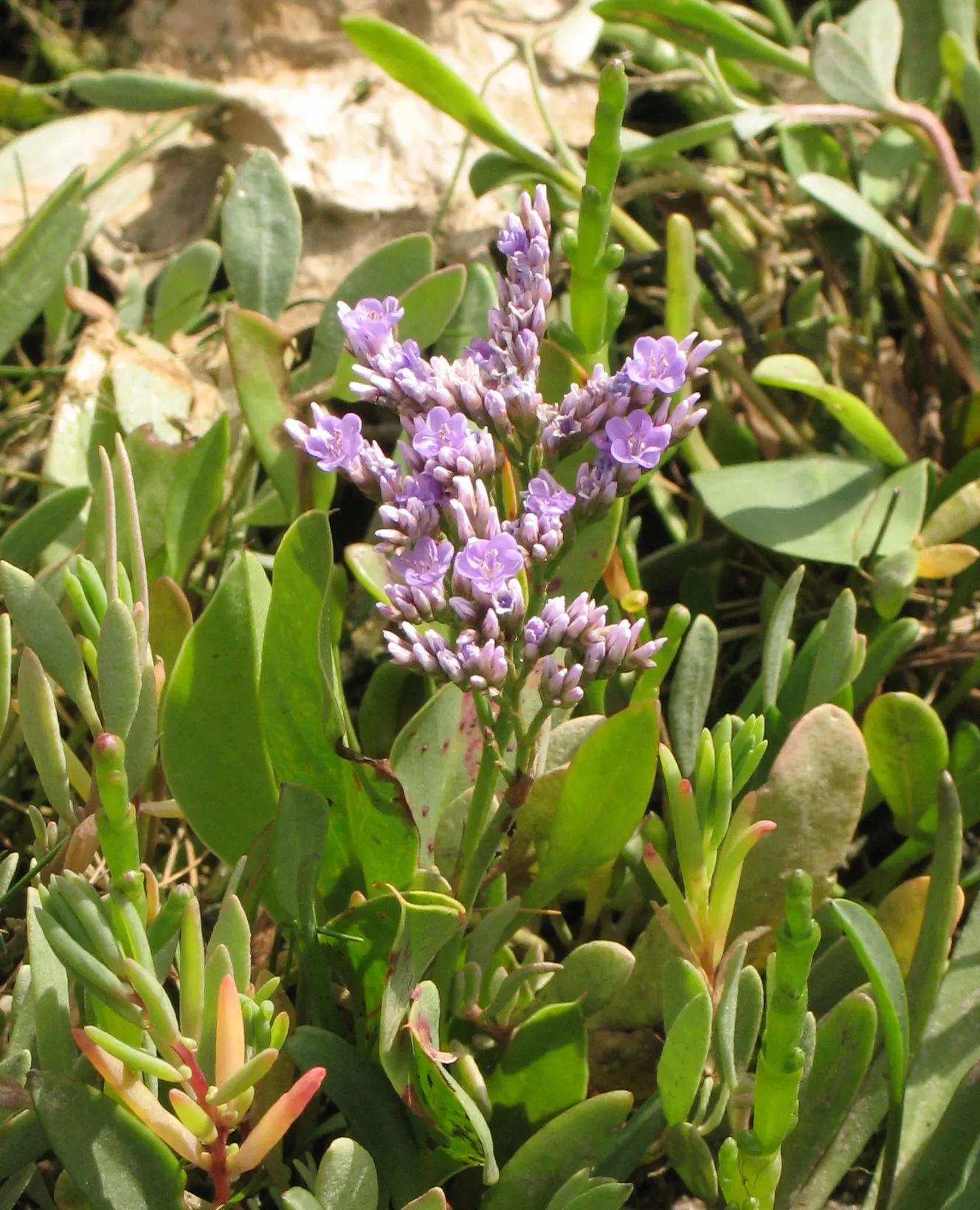 Sea Lavender (Limonium Perezii) — this plant reaches a modest height of about 18 to 24 inches; whether as edge plantings, image 87