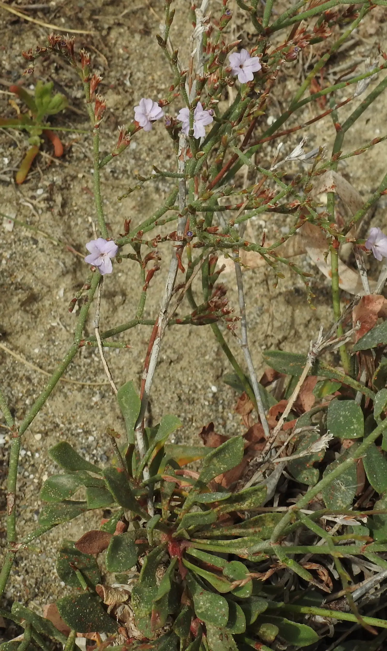 Sea Lavender (Limonium Perezii) — Sea Lavender thrives in USDA hardiness zones 8 through 11 and flourishes best when exposed to full sunlight; with, image 157
