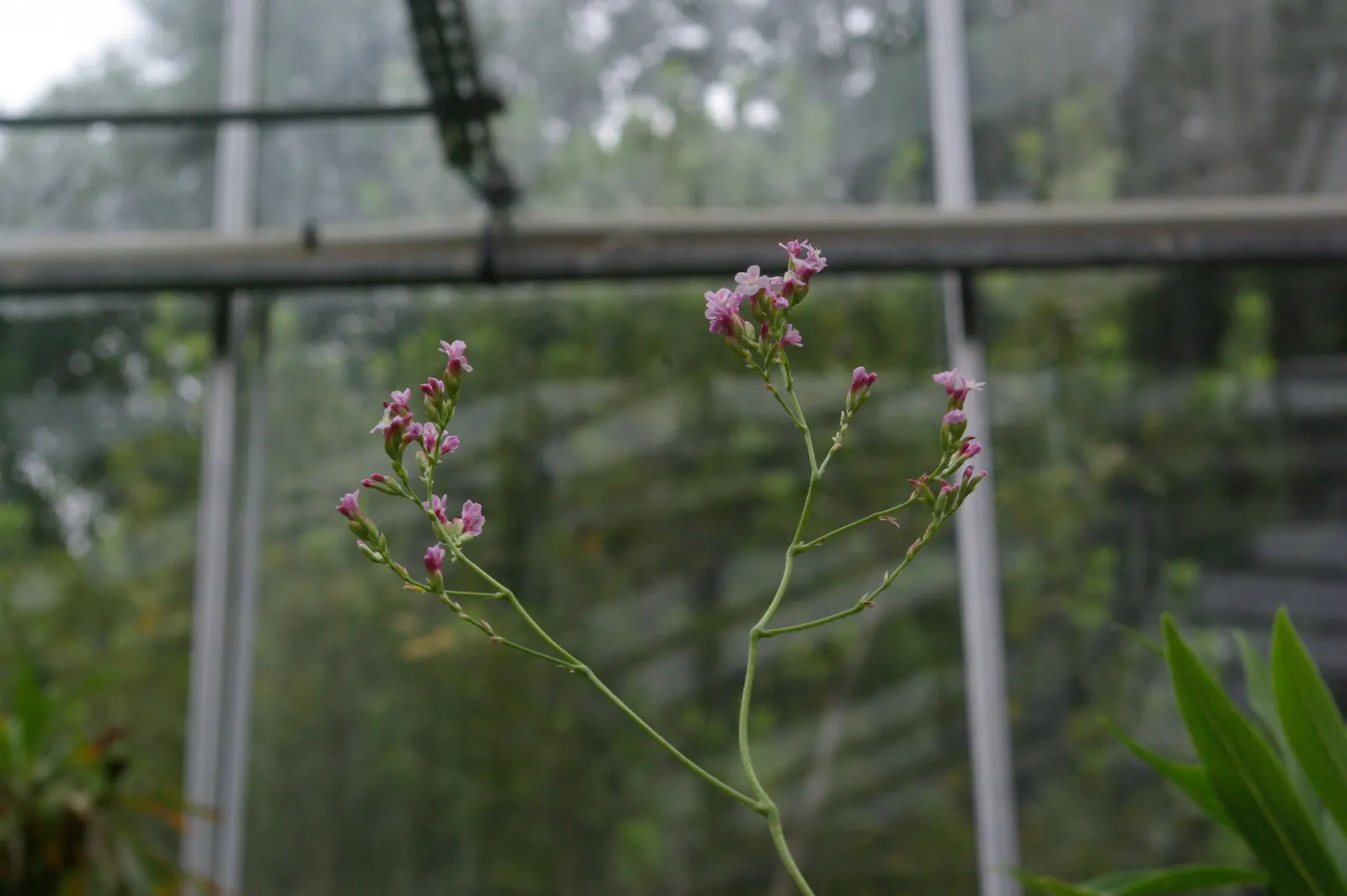 Sea Lavender (Limonium Perezii) — with a spread of 2-3 feet