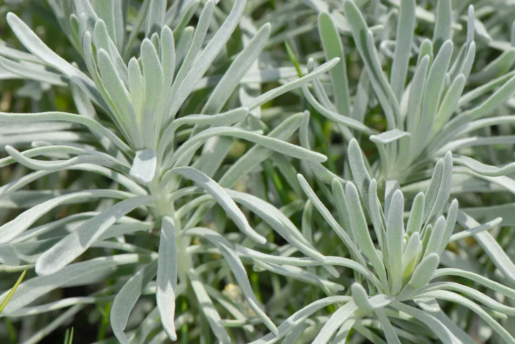 Sea Lavender (Limonium Perezii) — providing a compact yet full appearance in your garden.<br><br>Featuring leathery; title: Limonium perezii (Sea