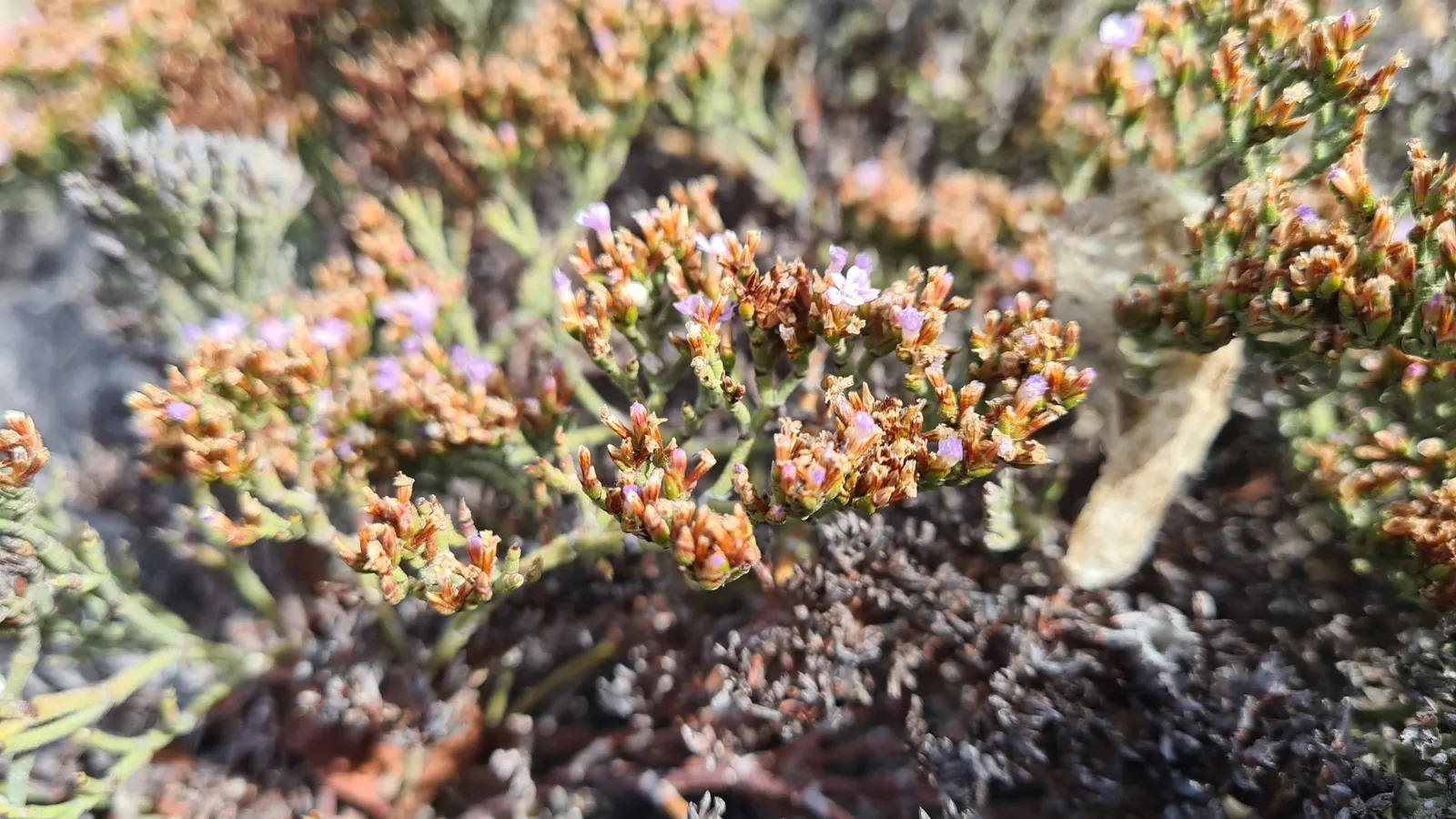 Sea Lavender (Limonium Perezii) — Sea Lavender thrives in USDA hardiness zones 8 through 11 and flourishes best when exposed to full sunlight; with, image 121
