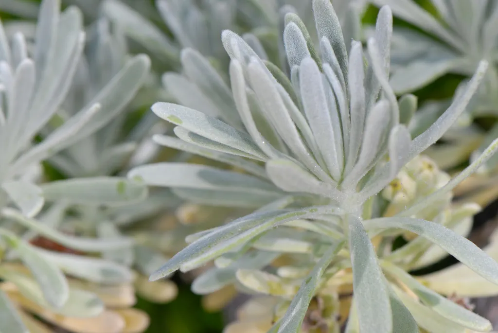 Sea Lavender (Limonium Perezii) — One notable benefit is its resistance to both deer and salt spray