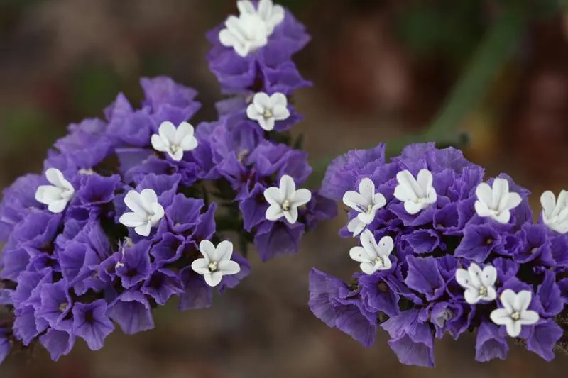 Sea Lavender (Limonium Perezii) — with blooms most prolific from mid-summer to early fall