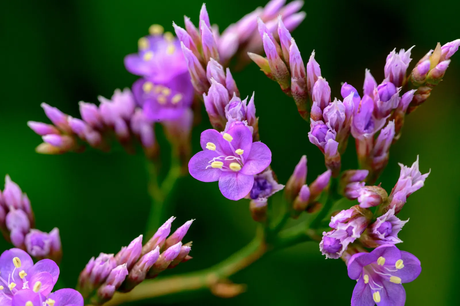 Sea Lavender (Limonium Perezii) — purple flowers in the garden; sea Lavender forms an attractive rosette at the base, image 142