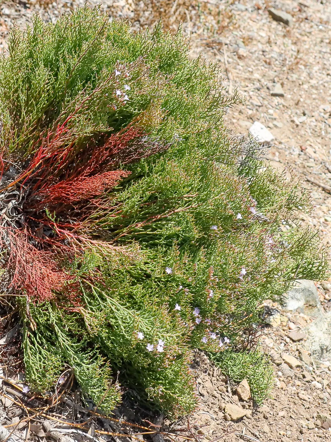 Sea Lavender (Limonium Perezii) — this plant reaches a modest height of about 18 to 24 inches; whether as edge plantings, image 159