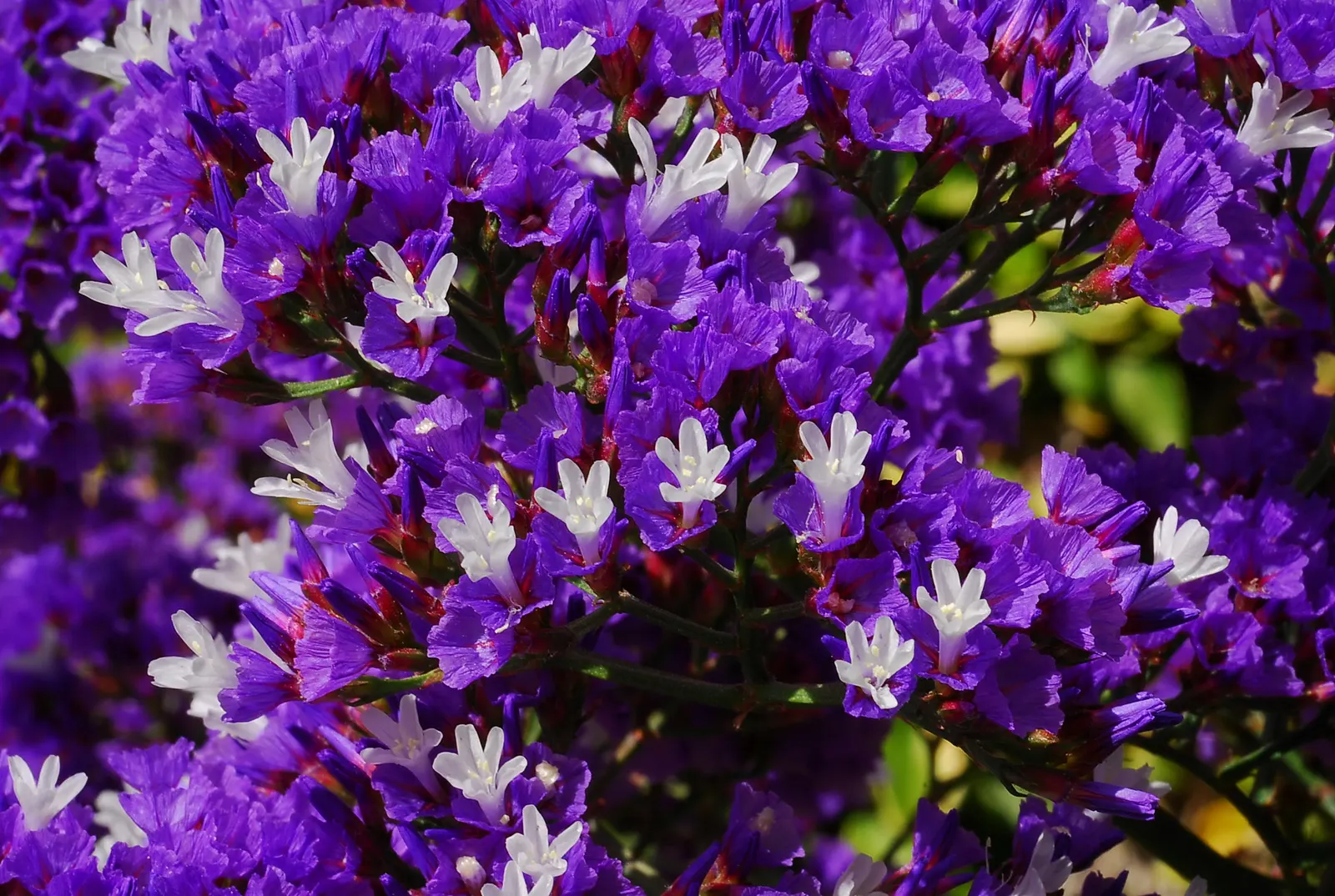 Sea Lavender (Limonium Perezii) — spoon-shaped green leaves