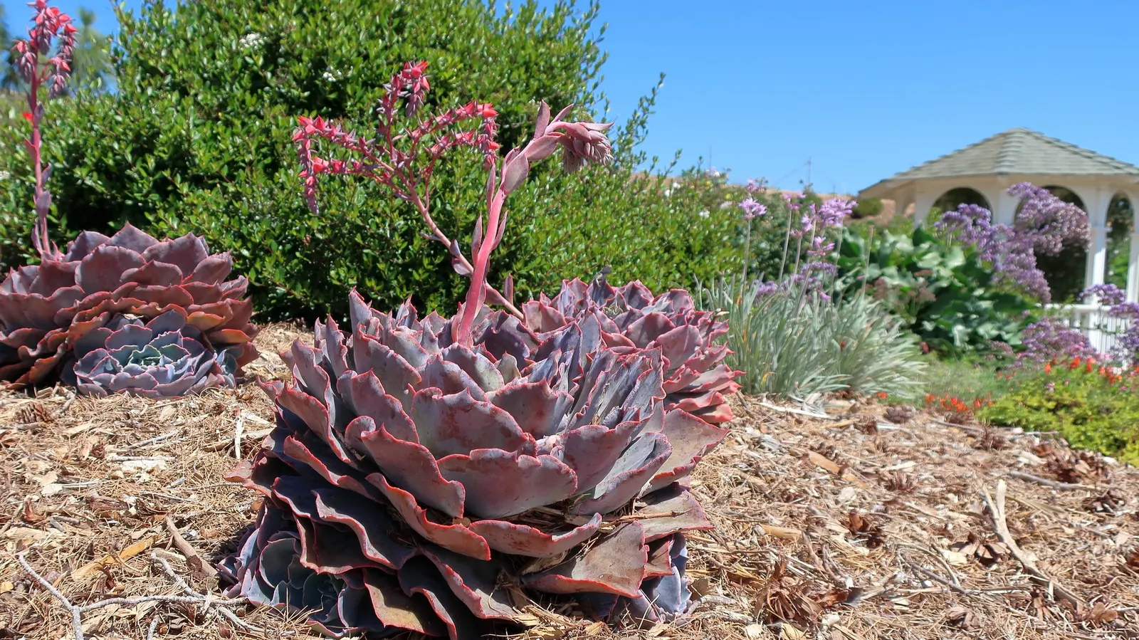 Sea Lavender (Limonium Perezii) — Sea Lavender forms an attractive rosette at the base