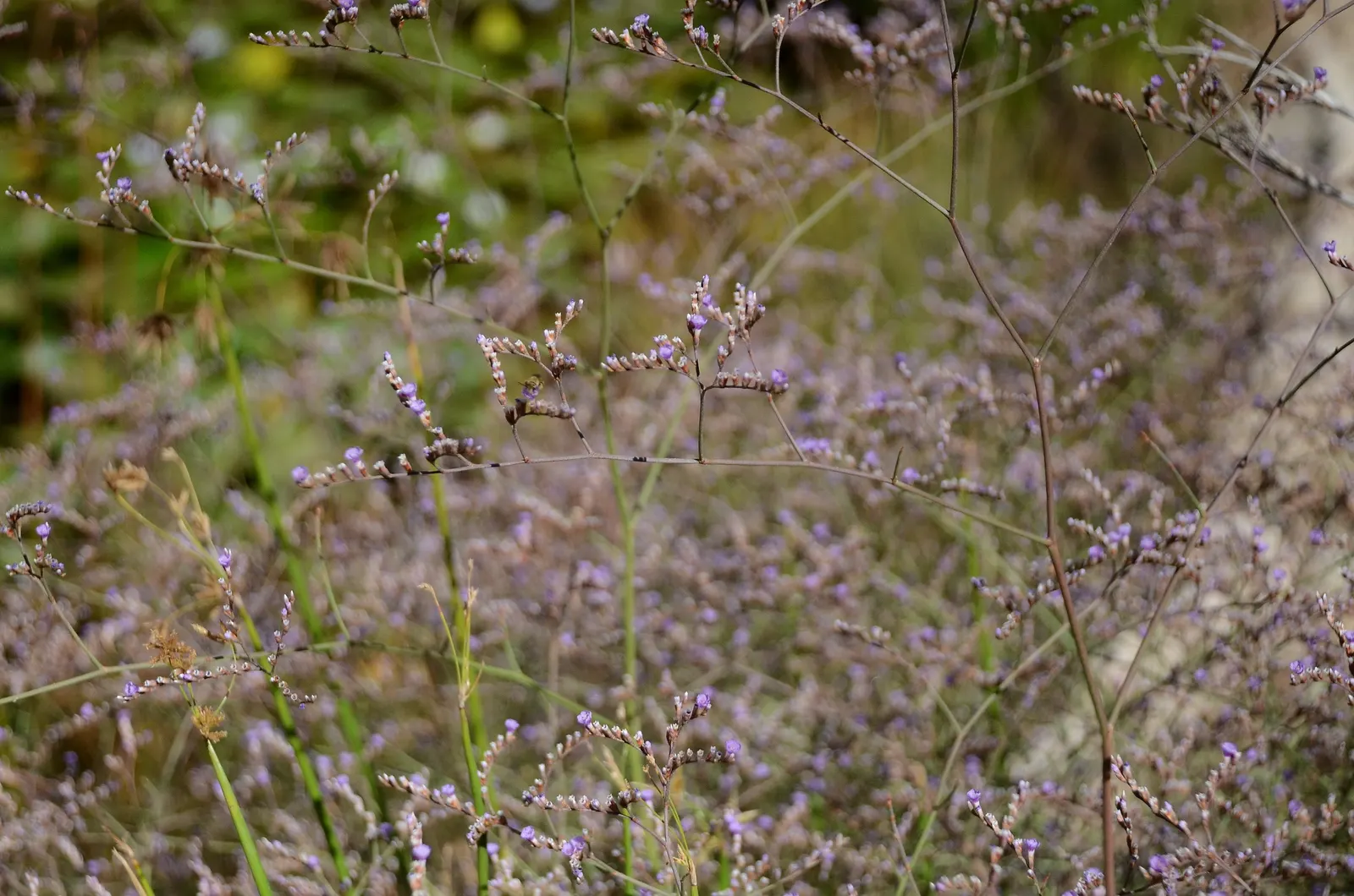 Sea Lavender (Limonium Perezii) — Sea Lavender thrives in USDA hardiness zones 8 through 11 and flourishes best when exposed to full sunlight